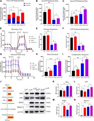 Low-dose of caffeine alleviates high altitude pulmonary edema via regulating mitochondrial quality control process in AT1 cells